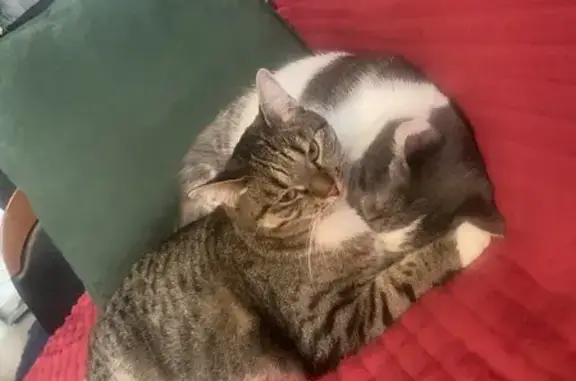 Пропала кошка мужского пола, улица 40-летия Победы, 53, Челябинск - бело-серый окрас, откликается на Тима - photo