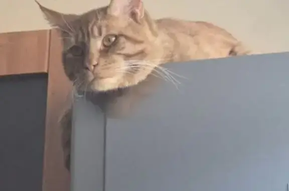 Пропал кот, улица Свободы, 21/16, Великий Новгород - рыжий с зелёным бантиком - photo