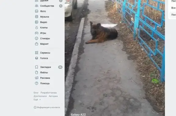 Объявления о пропавших и найденных животных, Екатеринбург, фото: Найдена собака, улица Бебеля, 134, Екатеринбург - овчарка, девочка