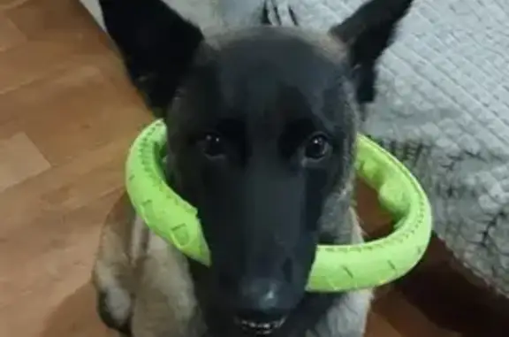 Пропала собака, улица Менделеева, 6, Верхняя Пышма - photo