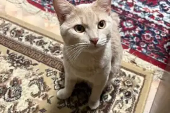 Пропал кот, 2-й Самотёчный переулок, 1, Москва - персиковый окрас - photo