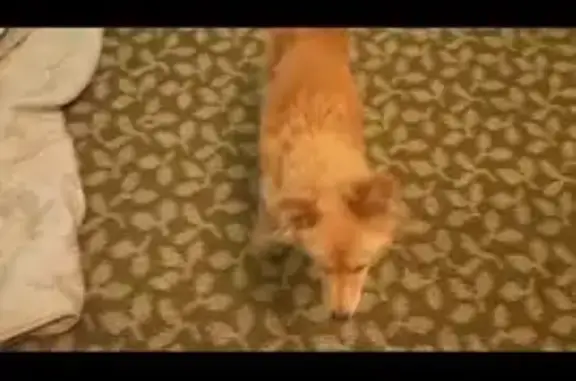 Пропала собака, женская, улица Сергея Лазо, 45, Балаково - похожа на лису - photo