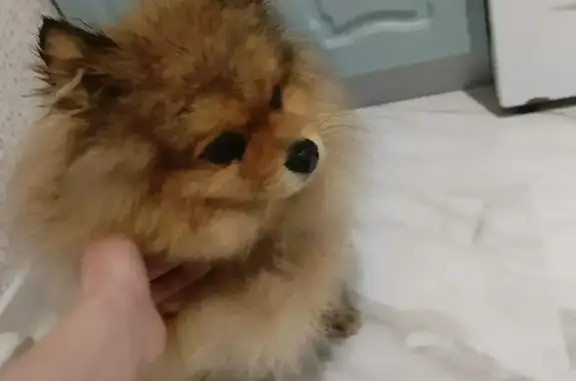 Найдена собака, Калининский, фото: Найден рыже-подпалый пес с клеймом, Старицкое шоссе, Калининский