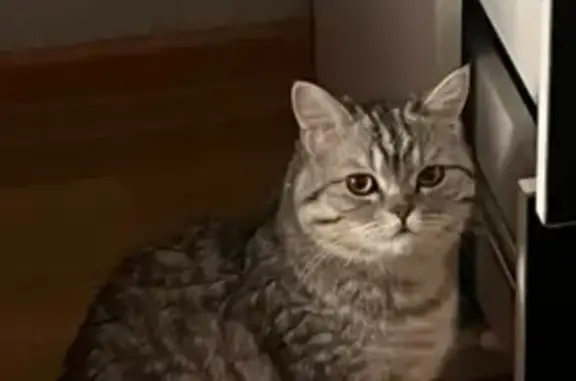 Пропал кот, Песочная улица, городской округ Ижевск - серо-дымчато-белый, британец - photo