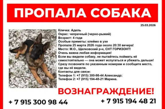 Пропала собака, Щёлковский р-н, снт Горизонт, Щёлково - немецкая овчарка Адель - photo