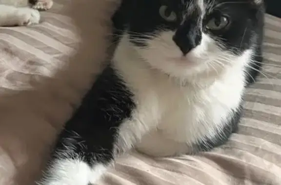 Пропала кошка, Родионовская улица, Москва - окрас черный с белыми лапами - photo