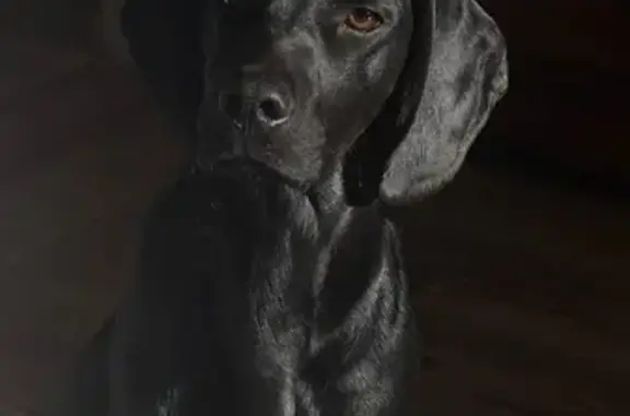 Пропал собака, Краснооктябрьская улица, 190/4, Бийск - спаниель-такса Чарли, чёрный окрас - photo