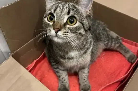 Найденные животные Тольятти, фото: Найдена кошка, улица 40 лет Победы, Тольятти - девочка-подросток