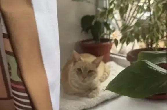 Найденные животные Ростов-на-Дону, фото: Найдена кошка, проспект Ленина, 98, Ростов-на-Дону