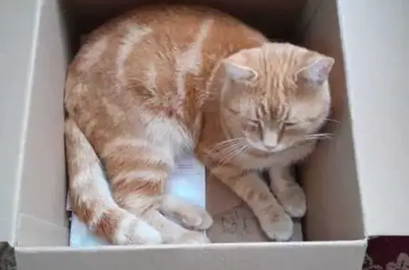 Пропал кот, улица Авилова, 89, Семикаракорск - рыжий - photo