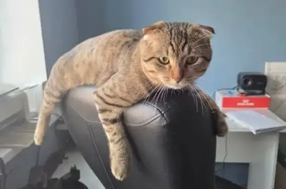 Пропала кошка, улица Михаила Дорохова, 60Е, Нагаево - хромает, коричневый полосатый - photo