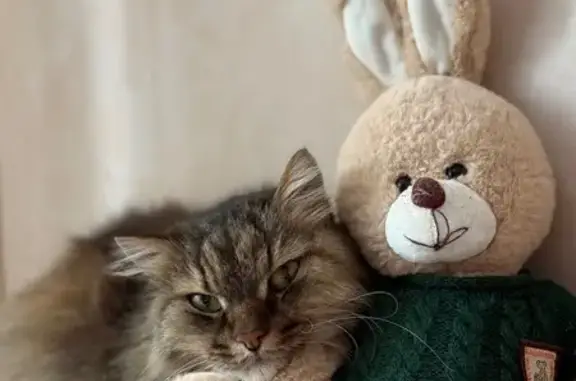 Пропал кот, Глушата, Пермский край - сибирская порода, шрам на брюхе - photo