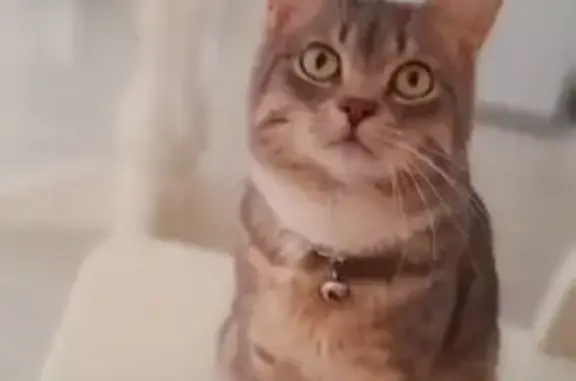 Пропала кошка, проезд Пугачёва 61, Краснодар - photo