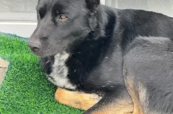 Найденные животные Аксай, фото: Найдена собака, улица Вартереса Самургашева, 29, Аксай - черная дворняжка