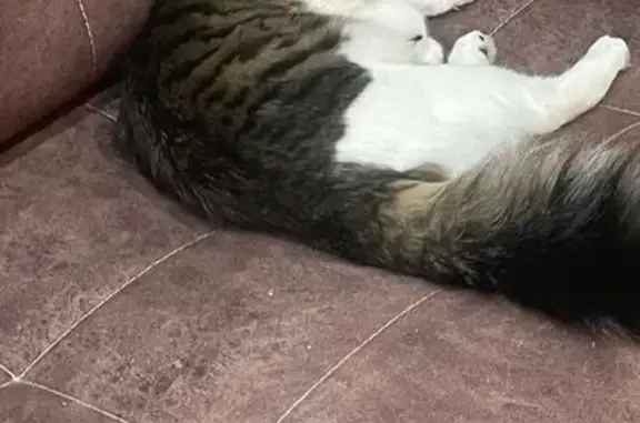 Пропал кот, 25, Горбунки - хвостик как у белочки - photo