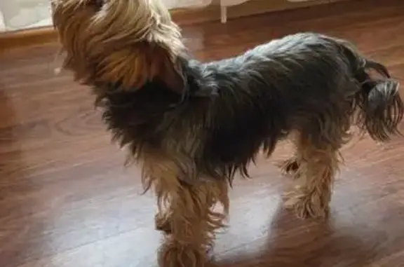 Найденные животные Краснодарский, фото: Найдена собака, 1/1 литБ, Краснодарский - йоркширский терьер