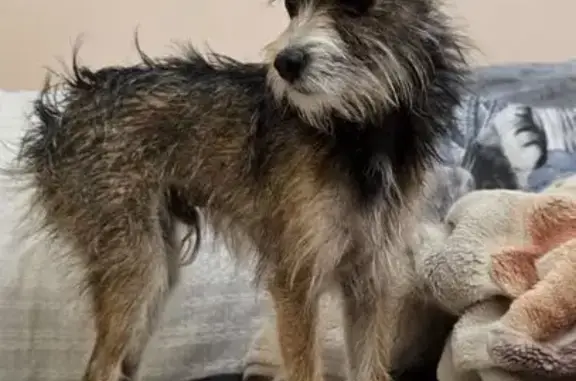 Найденные животные Волгоград, фото: Найден собака, набережная Волжской Флотилии, 29, Волгоград - кастрированный мальчик с купированным хвостом