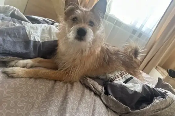 Пропал собака, Скуратовская улица, 34А, Тула - откликается на кличку Бакс - photo