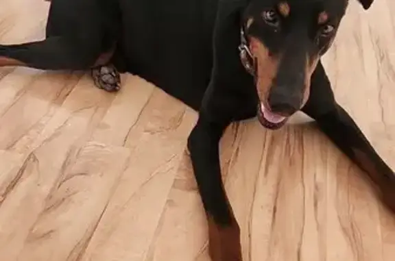 Найденные животные Краснодар, фото: Найден собака, мужской, 1-й Нефтезаводской проезд, Краснодар - доберман с коричневым ошейником