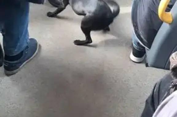 Найденные животные Липецк, фото: Найдена собака, Липецк - забежала в автобус 352