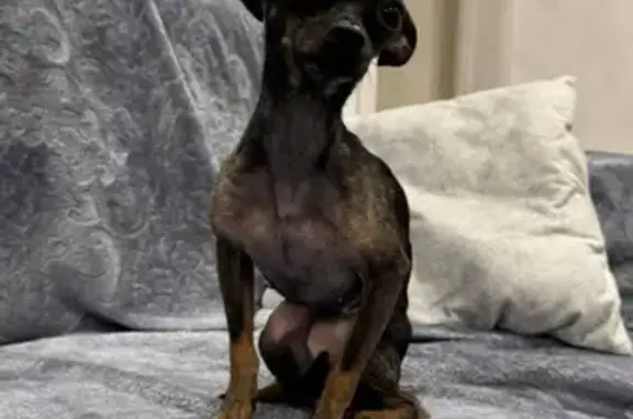 Пропала собака, улица Республики, 180, Тюмень - девочка породы той терьер - photo