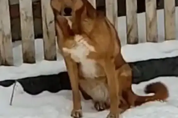 Пропала собака, Вересковая улица, Казань - рыжего окраса с белым пятном - photo