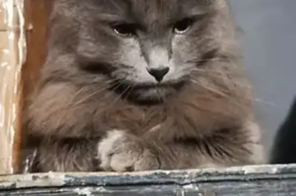 Пропала кошка, Ливенская улица, 2/1, городской округ Орёл - photo