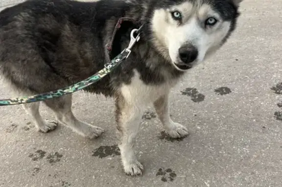 Найденные животные Рязань, фото: Найдена собака, городской округ Рязань, Рязань - дружелюбная, машину знает