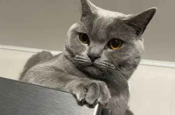 Пропала кошка, Полевая улица, 45, Валдай - photo