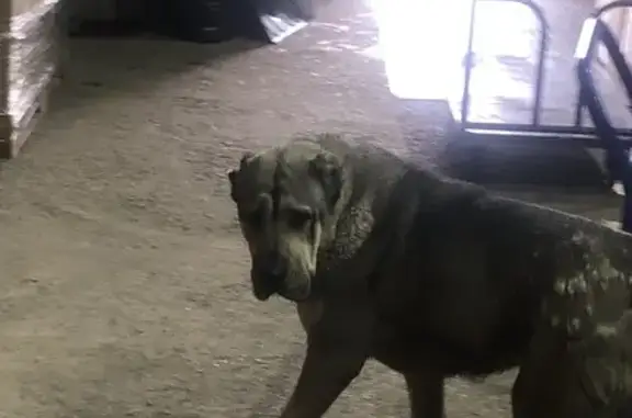 Найдена собака, район Коммунарка, фото: Найдена собака, 97, район Коммунарка - алабай девочка серая