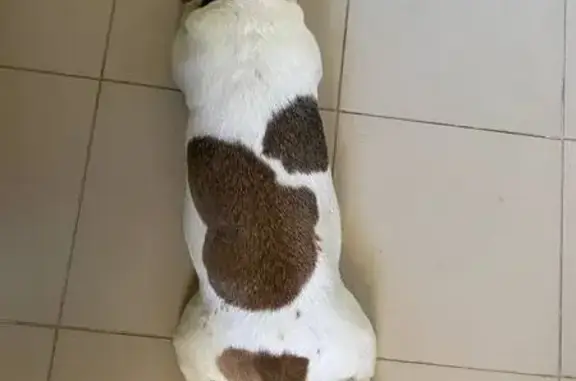 Найденные животные Тверь, фото: Найдена собака женского пола, улица Сергея Лоскутова, 2, Тверь - добрая и без агрессии