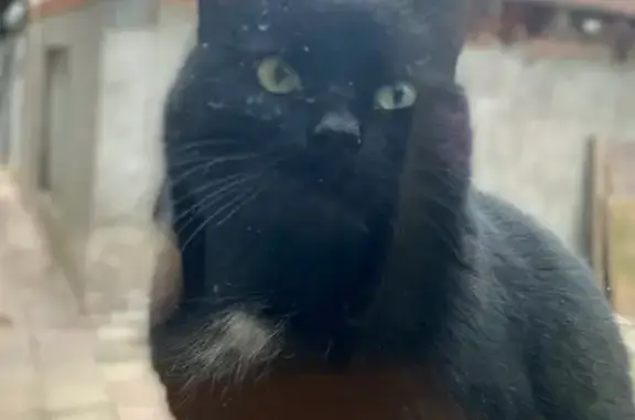 Пропал кот, Песчаная улица, Сергиев Посад - черный с белым бантиком - photo