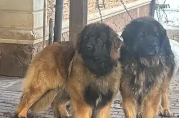 Пропал собака, улица Калинина, 23, Павловская Слобода - две огромные черно-рыжие собаки породы леонбергер - photo