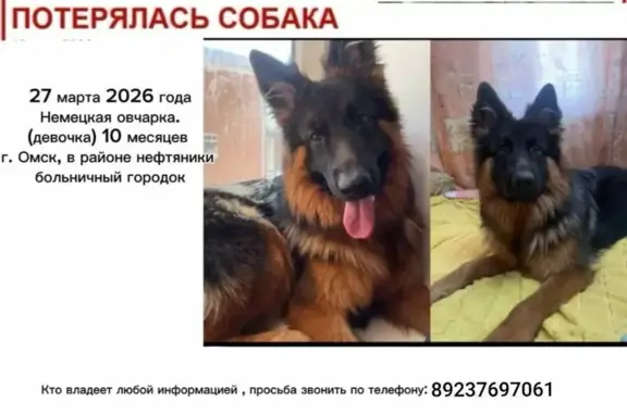 Пропала собака, Магистральная улица, Омск - photo