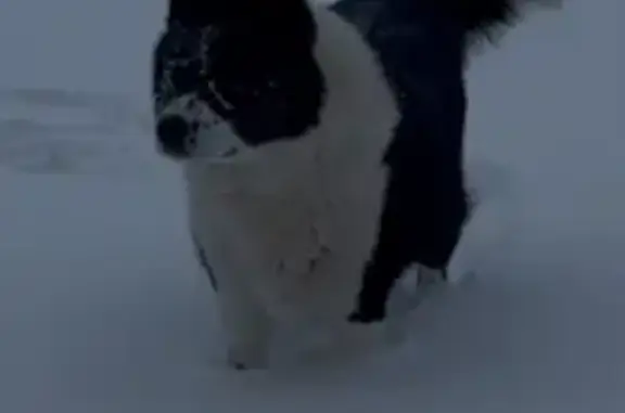 Пропал собака, сельское поселение Воскресенка, Воскресенка - черно-белый, увязался за стаей собак - photo