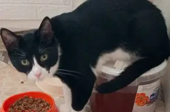 Объявления о пропавших и найденных животных, Верхнеднепровский, фото: Пропал кот, черно-белый окрас, Молодёжная улица, 20, Верхнеднепровский