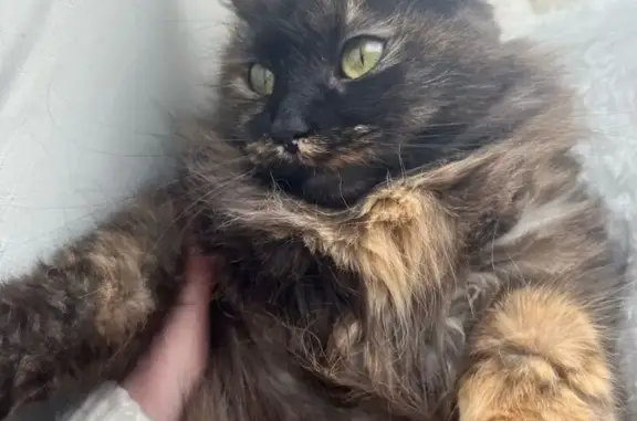 Пропала кошка, улица Менделеева, 23, Невинномысск - коричневая с рыжими пятнами - photo