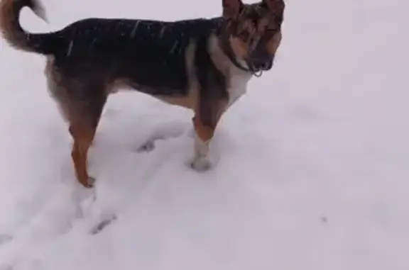 Пропал собака, мужской, проезд Черепановых, 68, Москва - черный с белой грудкой и рыжими лапками - photo