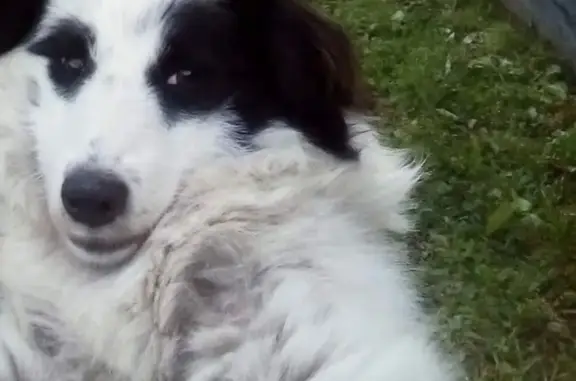 Пропала собака, Анжеро-Судженск - черно-белая, маленькая - photo