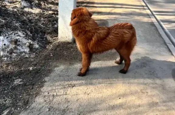 Найдена собака, Красногорск, фото: Найдена собака, 46К-9030, Московская область, Красногорск - тибетский мастиф с черным ошейником