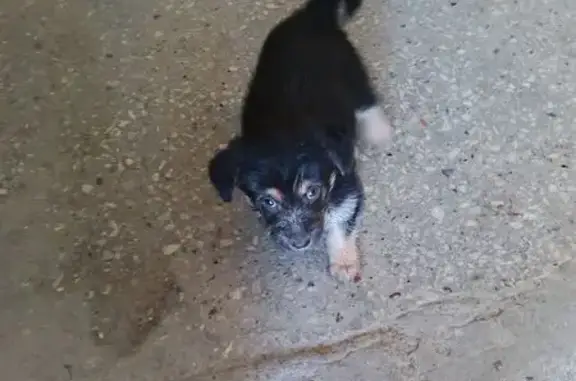 Найденные животные Волгоград, фото: Найдена собака, улица Богданова, 1/1, Волгоград - черный щенок