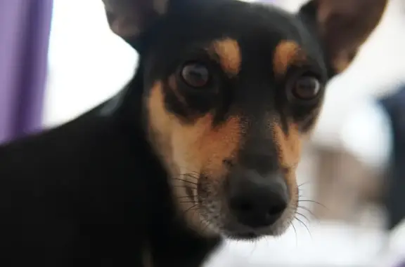 Пропала собака, Нижняя улица, 28, Серпухов - photo