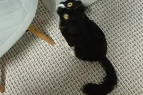 Пропала кошка, Делегатская улица, 43А, Пермь - photo