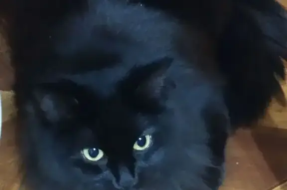 Пропала кошка, улица Асылъяр, 44А, Казань - чёрная пушистая с белыми пятнами - photo