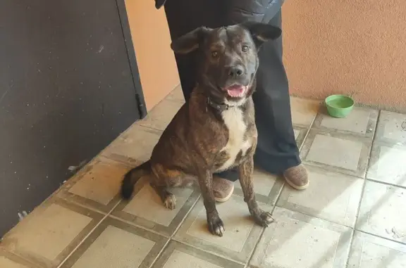 Найденные животные Саратов, фото: Найден собака, Гвардейская улица, 23Б, Саратов - тигровый окрас