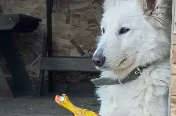 Пропала собака, Первомайская улица, 6, Фролово - photo