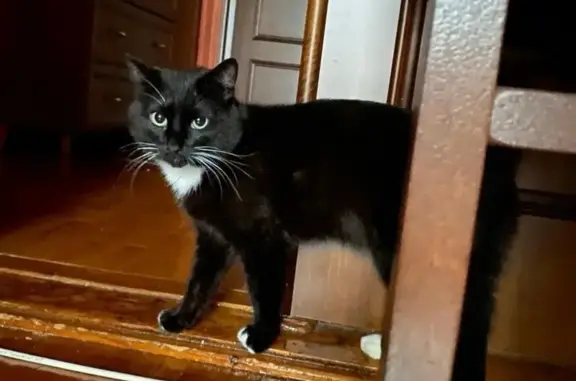 Пропал кот, проспект Ленина, 1/31, Северодвинск - белый воротник - photo