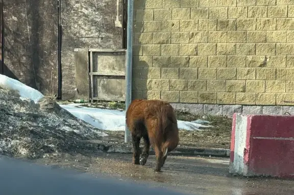 Найдена собака, Красногорск, фото: Найден собака, 46К-9030, Московская область, Красногорск - коричневая крупная с ошейником