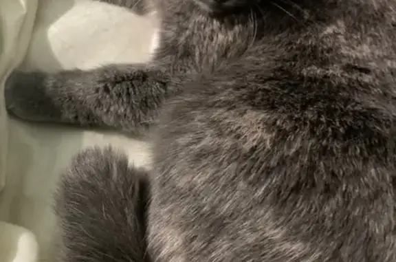 Найдена кошка, Излучинск, фото: Найдена кошка, Пионерная улица, 1, Излучинск - серый окрас со светлыми пятнышками