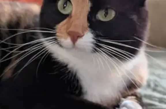 Пропала кошка, улица Полетаева, 5 к1, Рязань - пятнистая, вылезла в окно - photo